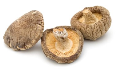 shiitake mantar kurutulmuş