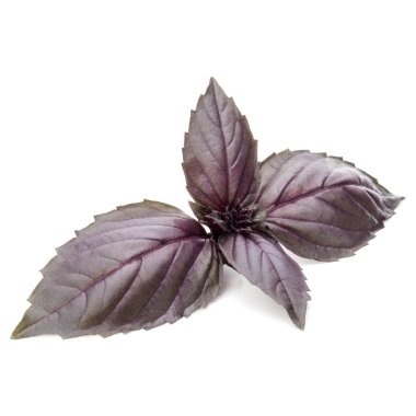  Kırmızı fesleğen bitki yaprakları