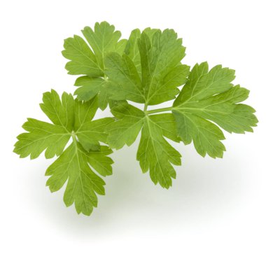 taze maydanoz bitki yaprakları 