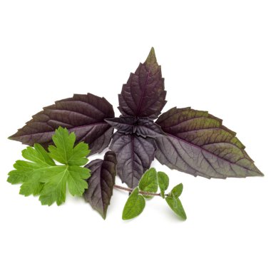 Taze bitki yaprakları 