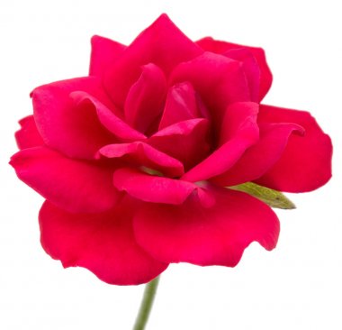 çiçek kafa bir kırmızı gül 