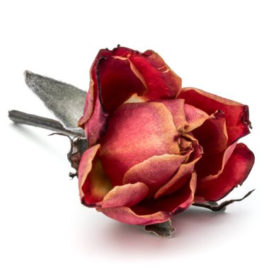 Ben baş kuru gül çiçek