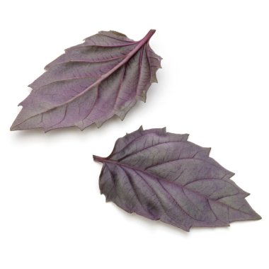 Kırmızı fesleğen bitki yaprakları