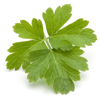 taze maydanoz bitki yaprakları 