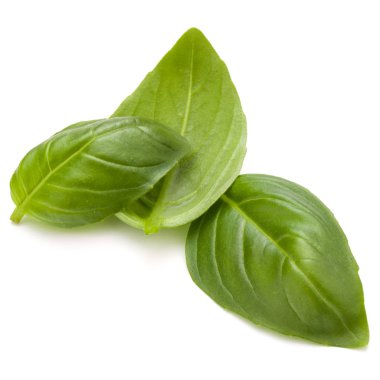 Fesleğen bitki yaprakları