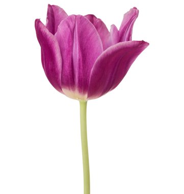 Lila Lale çiçek kafa 