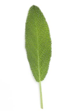 Adaçayı yaprak izole 