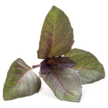 Kırmızı fesleğen bitki yaprakları