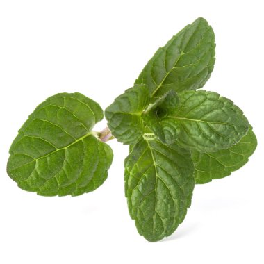 Taze nane yaprağı.