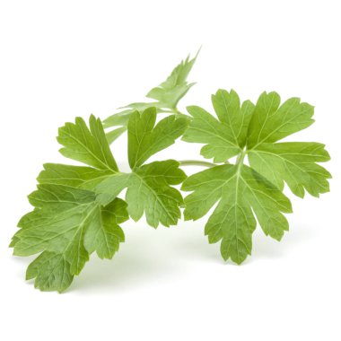 taze maydanoz bitki yaprakları  