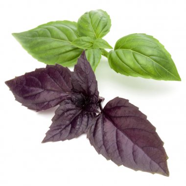  fesleğen bitki yaprakları 