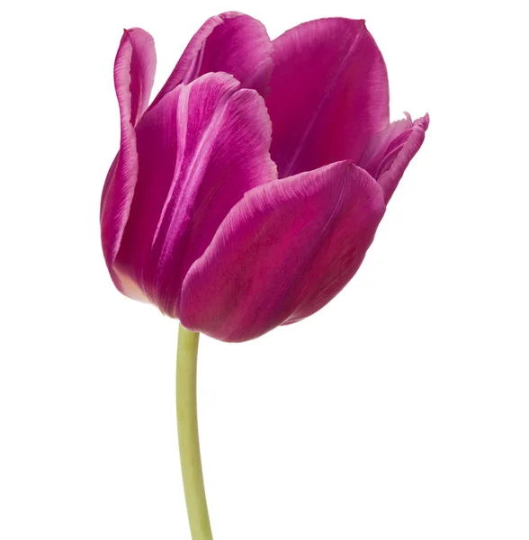 Cabeça de flor de tulipa lilás — Fotografia de Stock