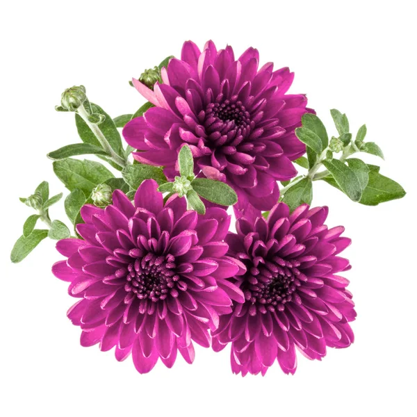 Fleurs de chrysanthème lilas — Photo