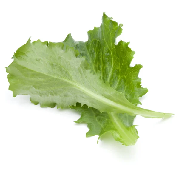 Verse groene andijvie salade — Stockfoto