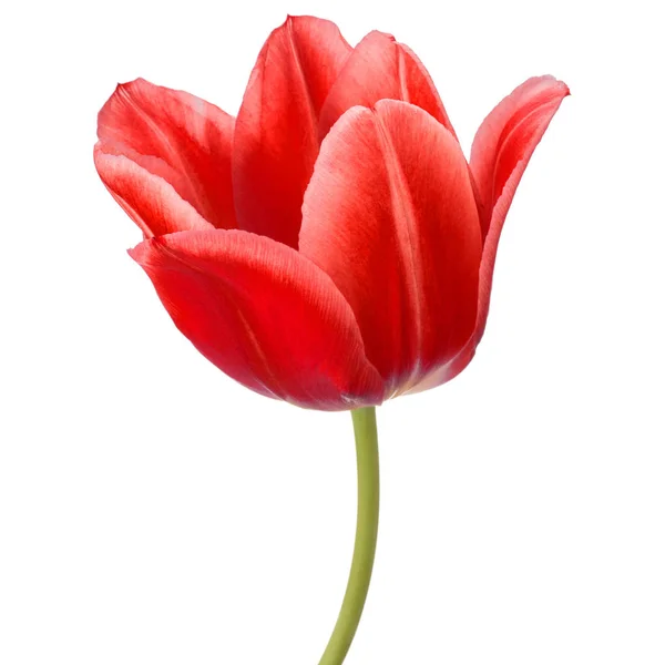 Röd tulpan blomman — Stockfoto