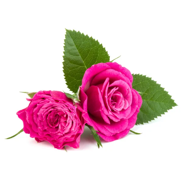 핑크 장미 꽃 꽃다발 — 스톡 사진
