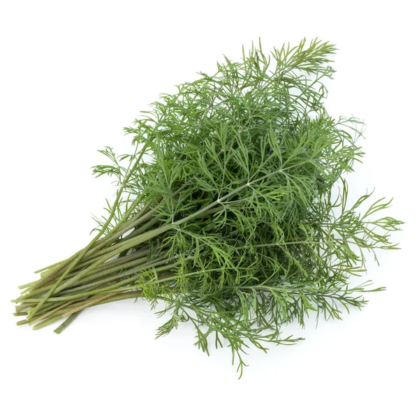 Fresh green dill herb leaves bunch — Stock Photo, Image