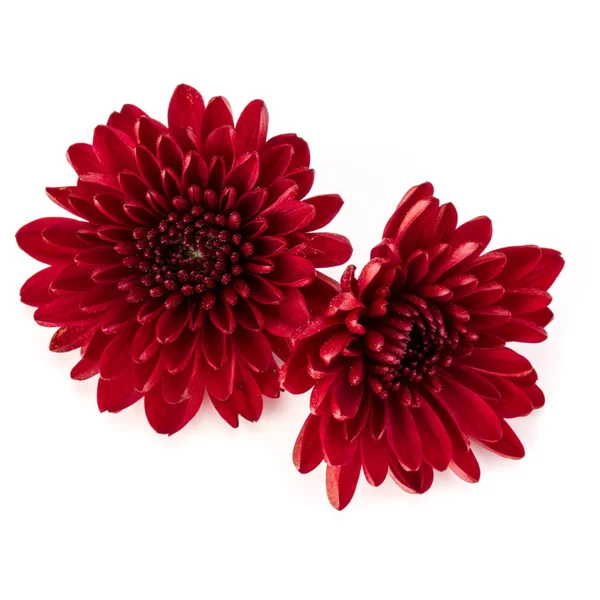 Red chrysanthemum flowers — Stock Photo, Image