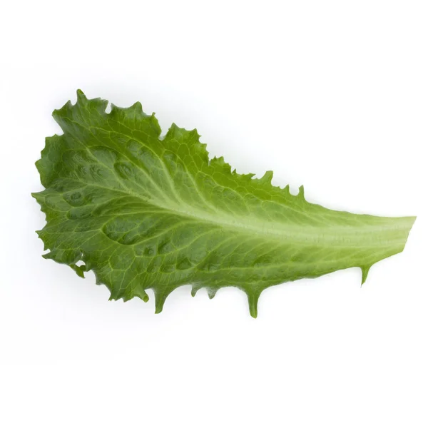 Groene andijvie salade blad — Stockfoto