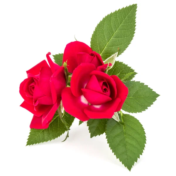 红玫瑰鲜花花束 — 图库照片