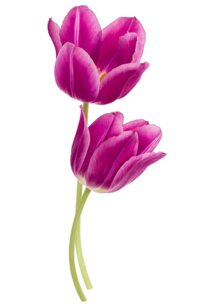 Due fiori di tulipano lilla — Foto Stock