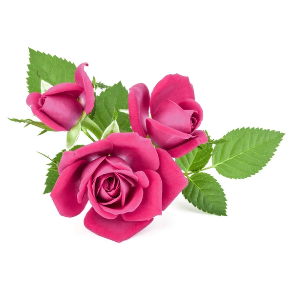 Rosafarbener Rosenstrauß — Stockfoto