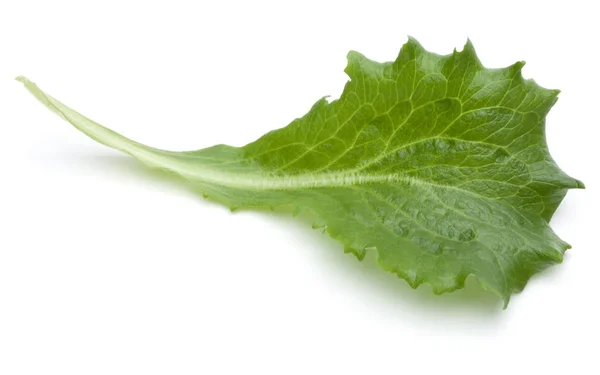 Hoja de ensalada de endibia verde — Foto de Stock