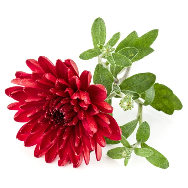 Vörös krizantém virág — Stock Fotó