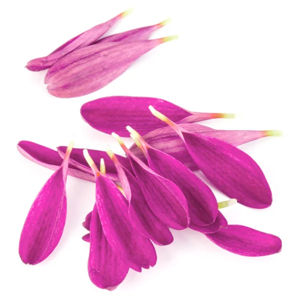 Lila krysantemum blomma kronblad — Stockfoto