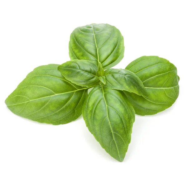 Fresh green basil herb leaves — Stock Photo, Image