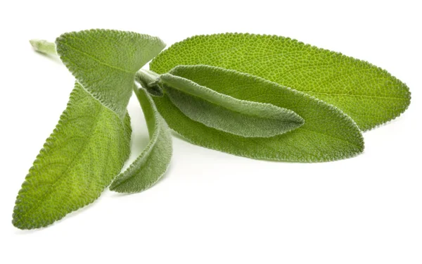 Salvia ört lämnar bukett — Stockfoto