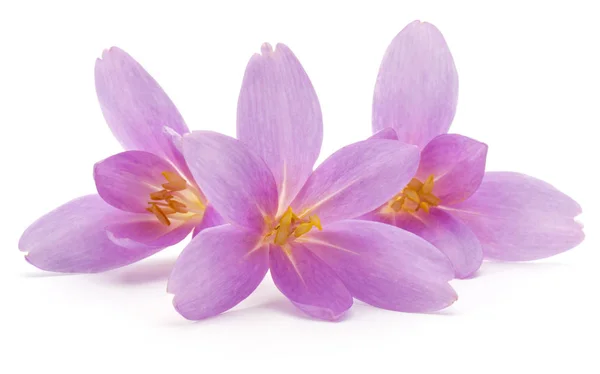 Lila crocus bloemen — Stockfoto