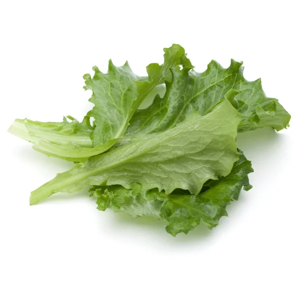Folhas de salada de endívia verde — Fotografia de Stock