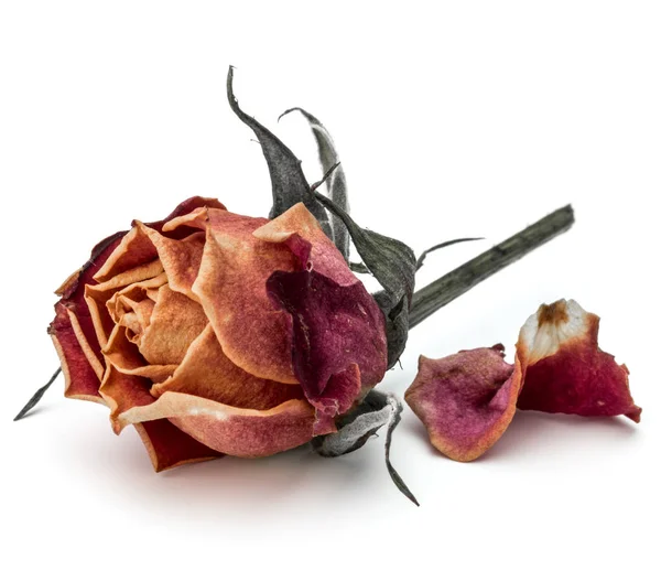 Dried Roses For Decoration Purpose Stock Photo - Download Image Now - Dead,  Rose - Flower, 2015 - iStock