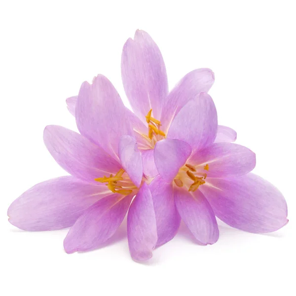 Flores de croco lilás — Fotografia de Stock