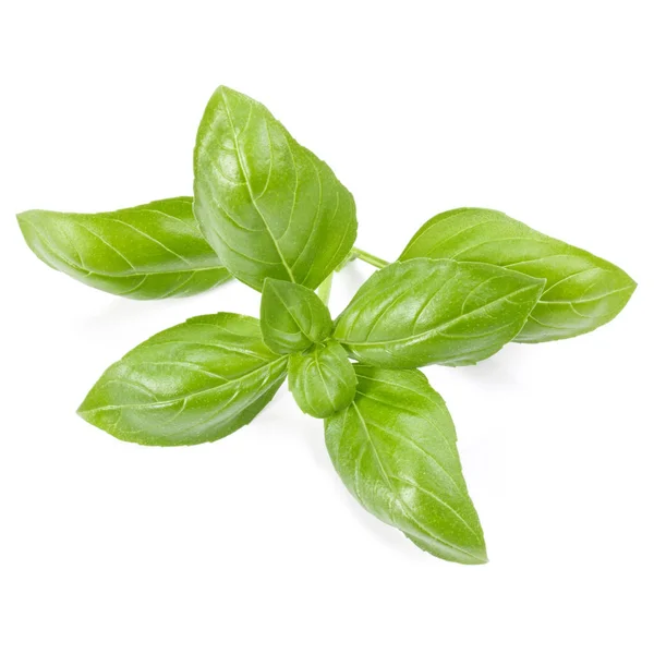 Sweet basil herb leaves — Stock Photo, Image