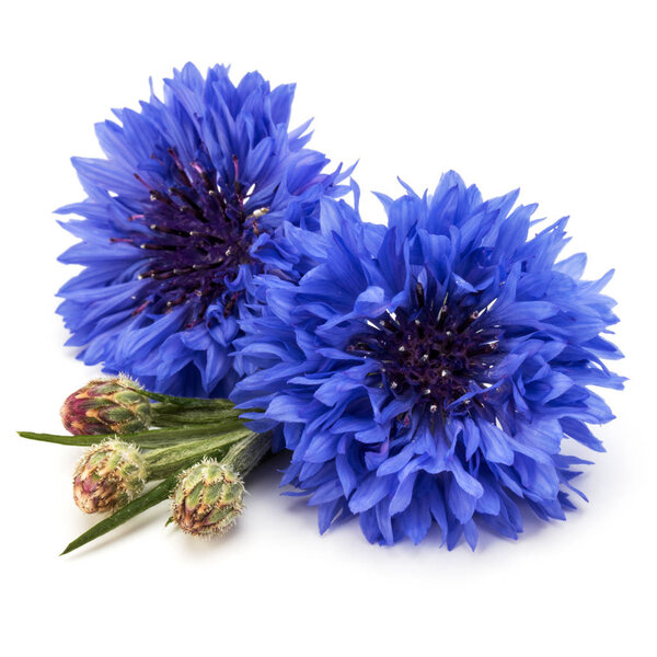 bachelor button flower heads  