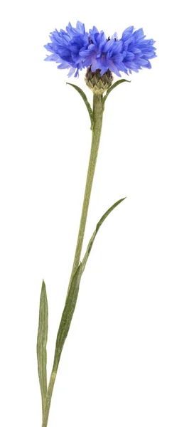 Flor botão de solteiro — Fotografia de Stock