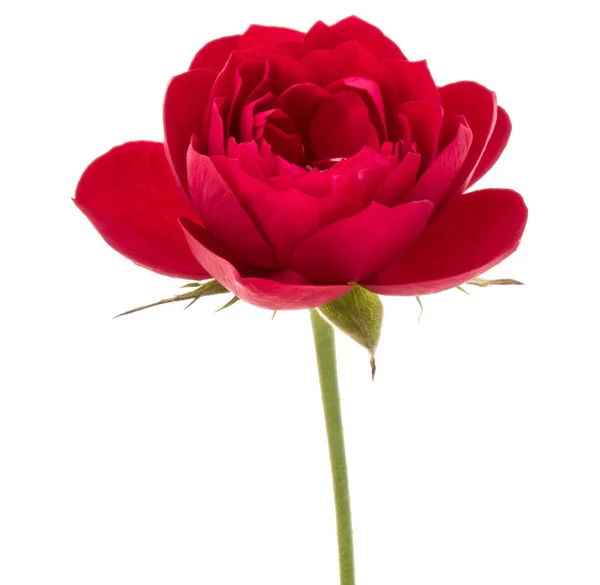 One red rose flower head — Stock Photo, Image