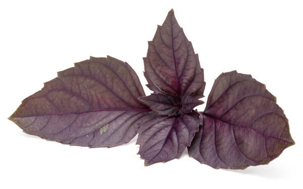  red basil herb leaves