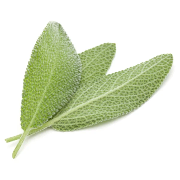 Sage leaves isolated — Stock Photo, Image