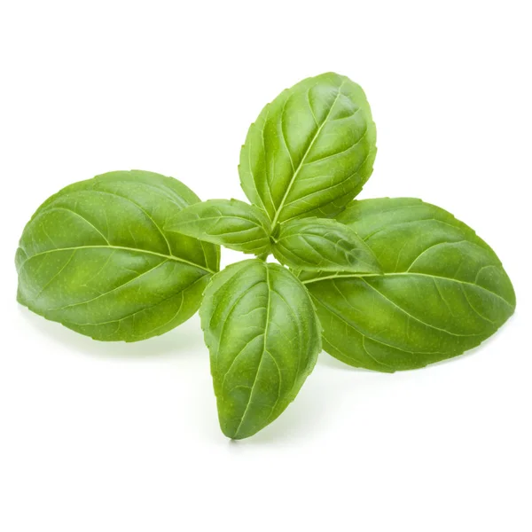 Daun herbal kemangi hijau — Stok Foto