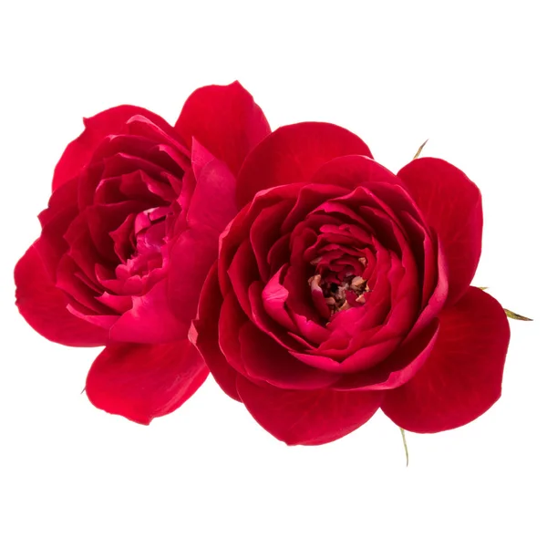 Δύο κόκκινα λουλούδια τριαντάφυλλο — Φωτογραφία Αρχείου