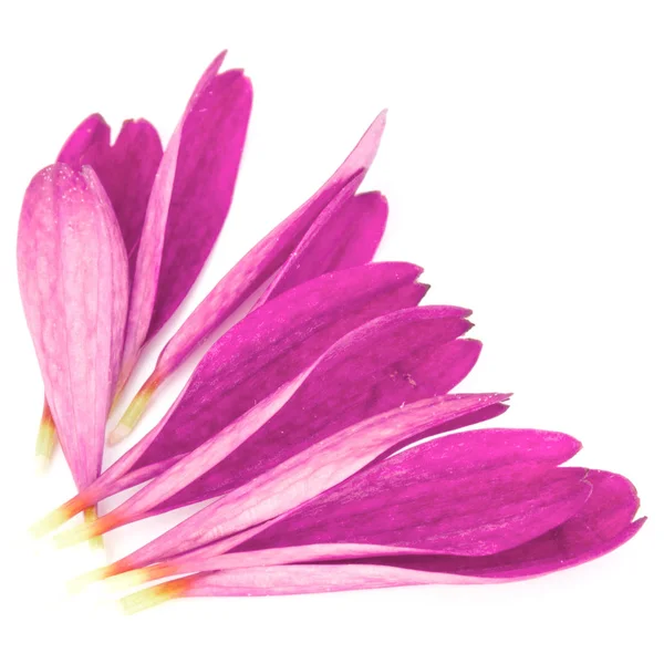 Lila crisântemo pétalas de flores — Fotografia de Stock