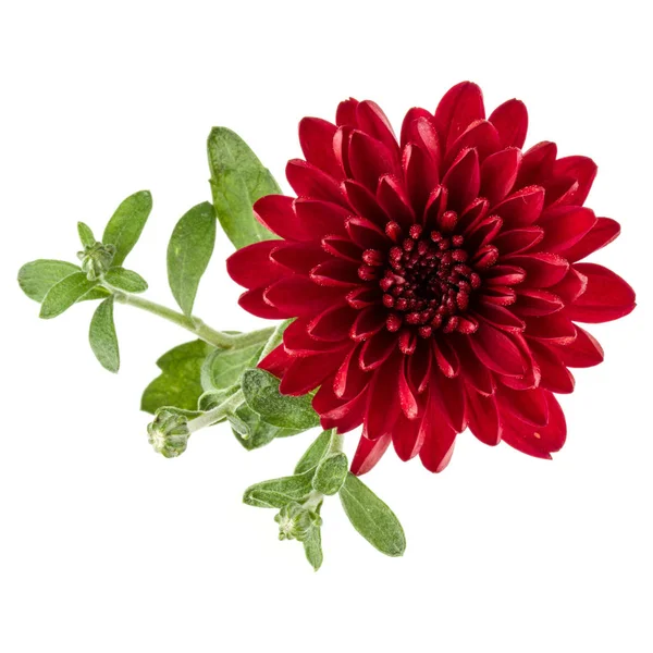 Fleur de chrysanthème rouge — Photo