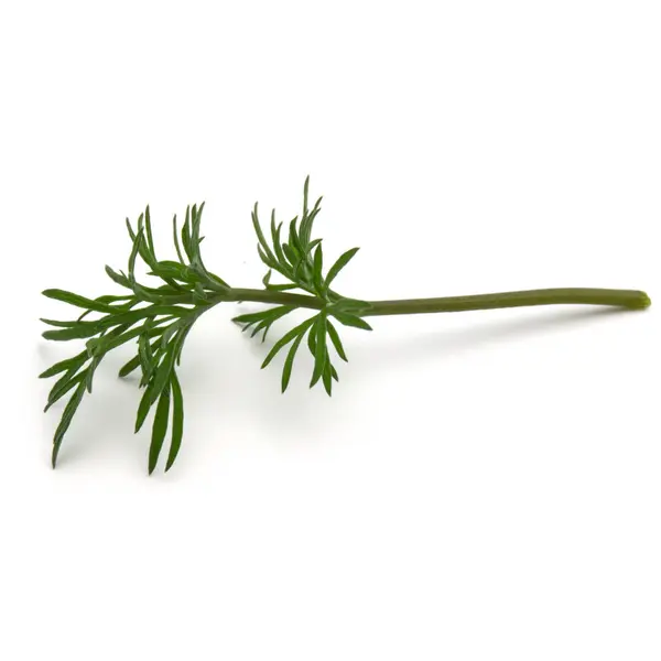 Resza koperek zielony zioło — Zdjęcie stockowe