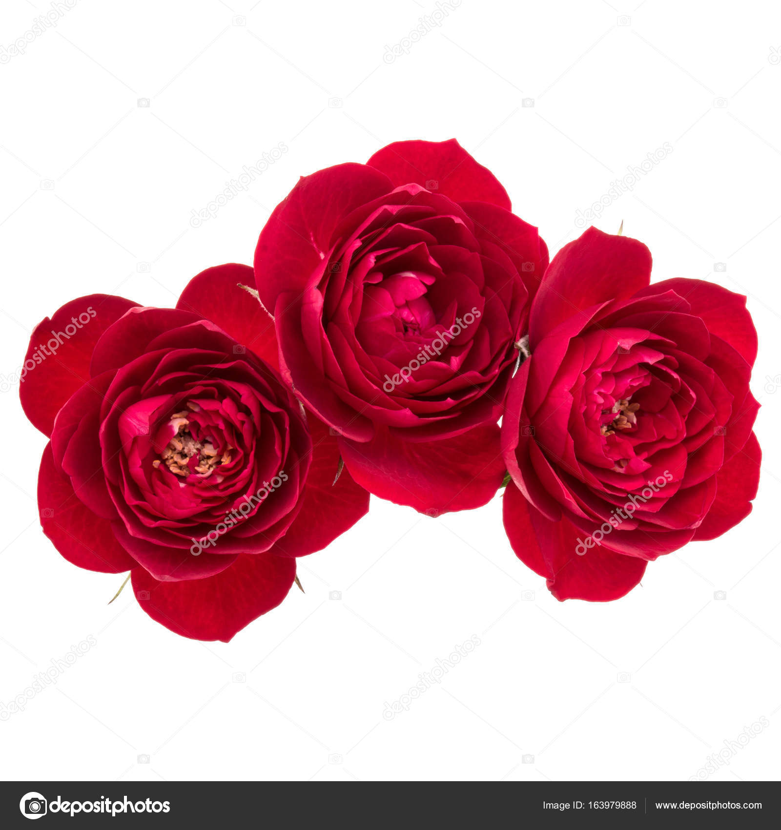 Bouquet De Fleurs Rose Rouge Photographie Natika 163979888