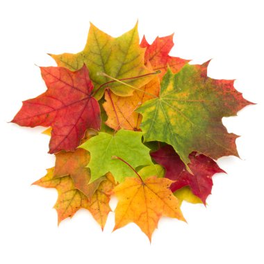 Renkli sonbahar akçaağaç yaprakları