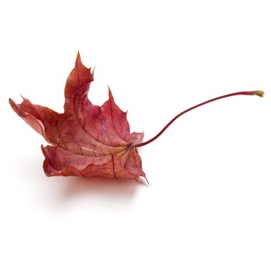 renkli sonbahar akçaağaç yaprağı 