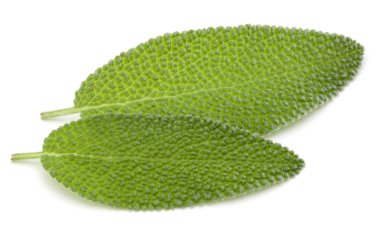 Adaçayı izole bırakır 